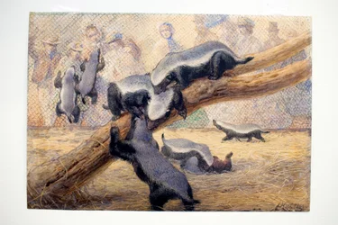 ガラガラ、1864